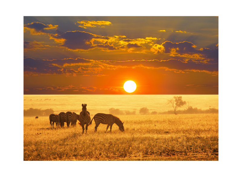 Namibia image animals
