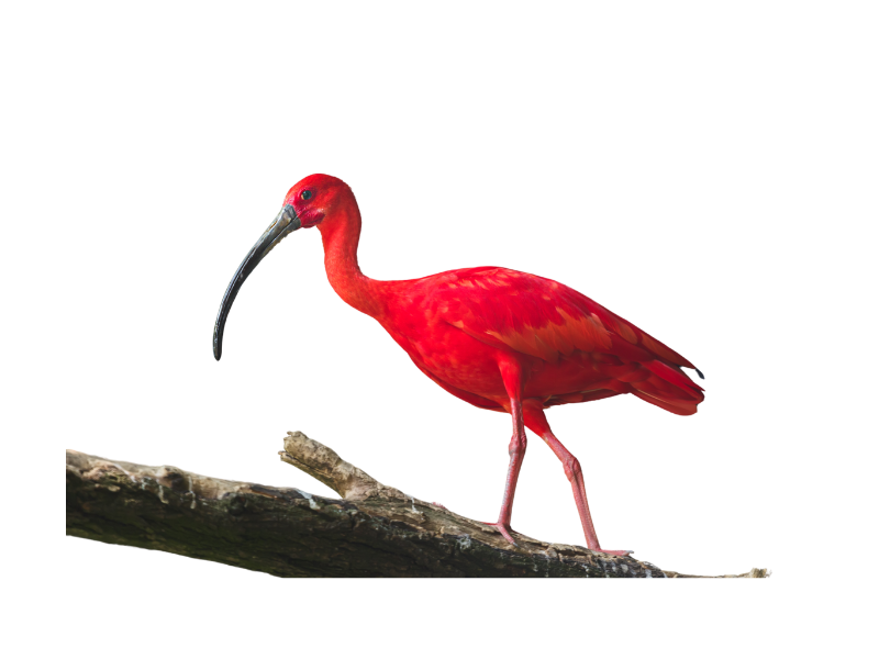 Design Trinidad & Tobago